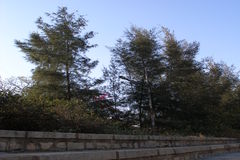 Casuarina equisetifolia